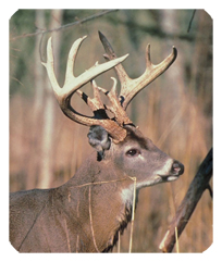 DF35-302 White Tail Crusing